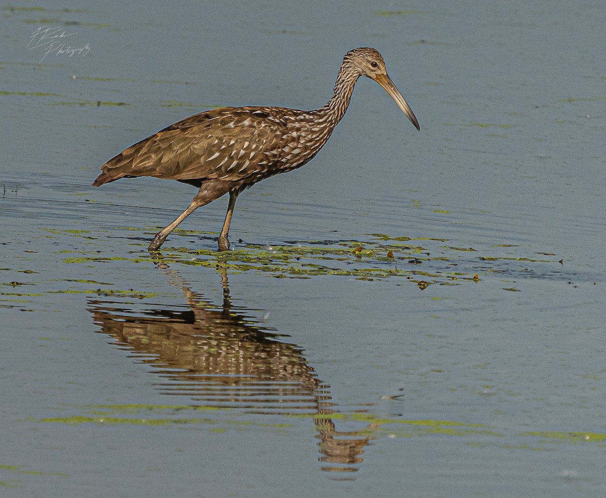 Limpkin - ML471321341