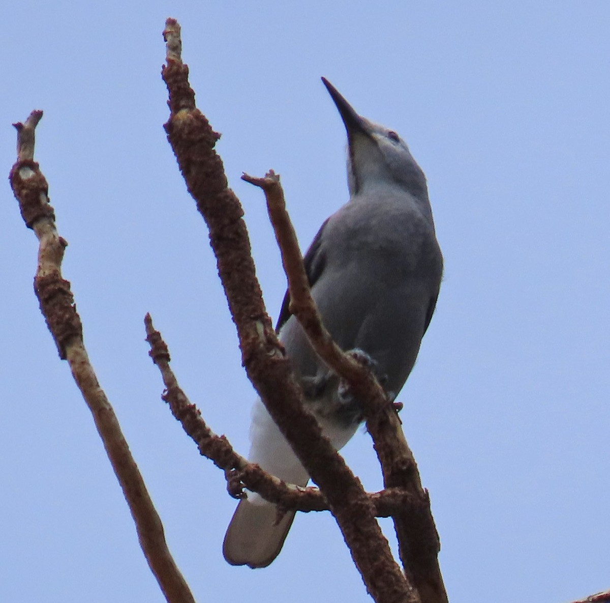 Clark's Nutcracker - ML471321361