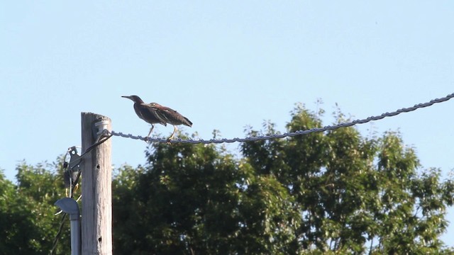 Green Heron - ML471322