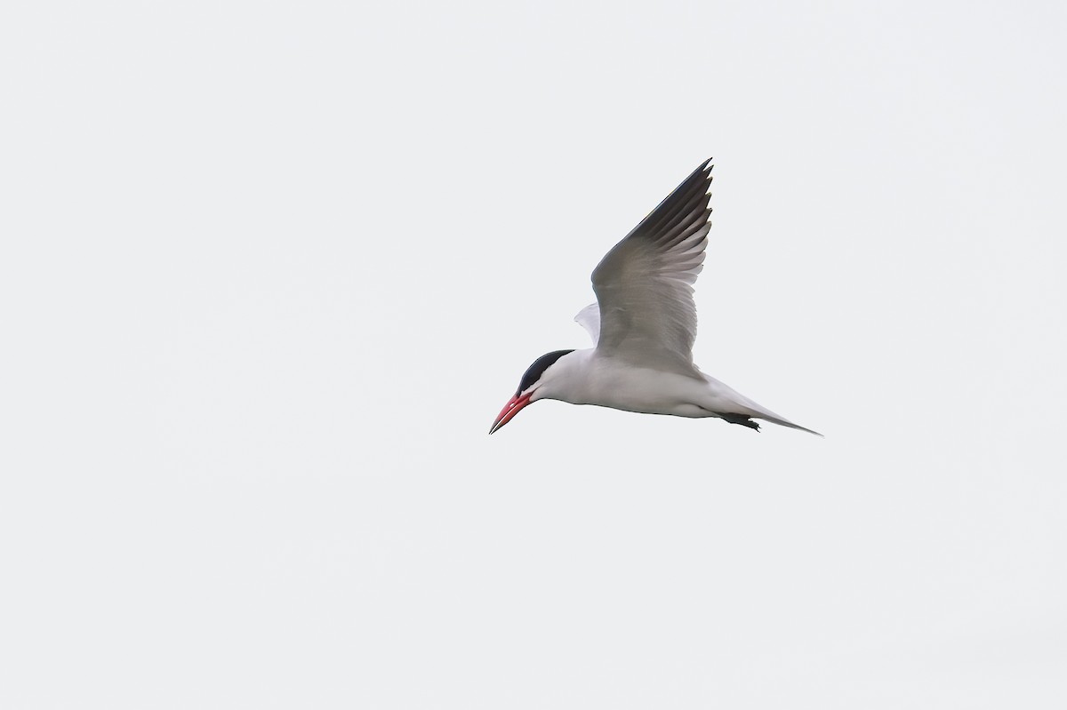 Caspian Tern - Calvin S