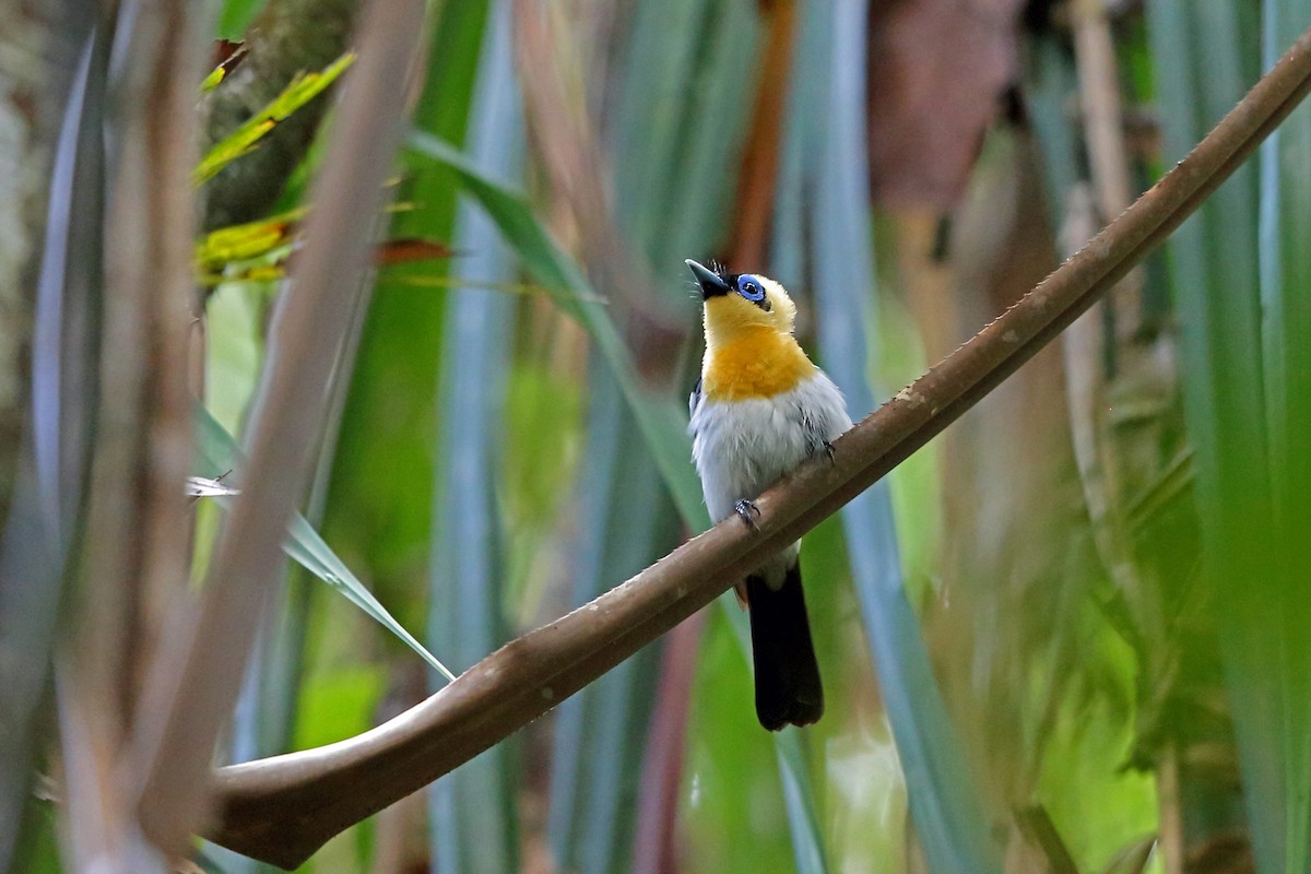 Ochre-collared Monarch - ML47132221