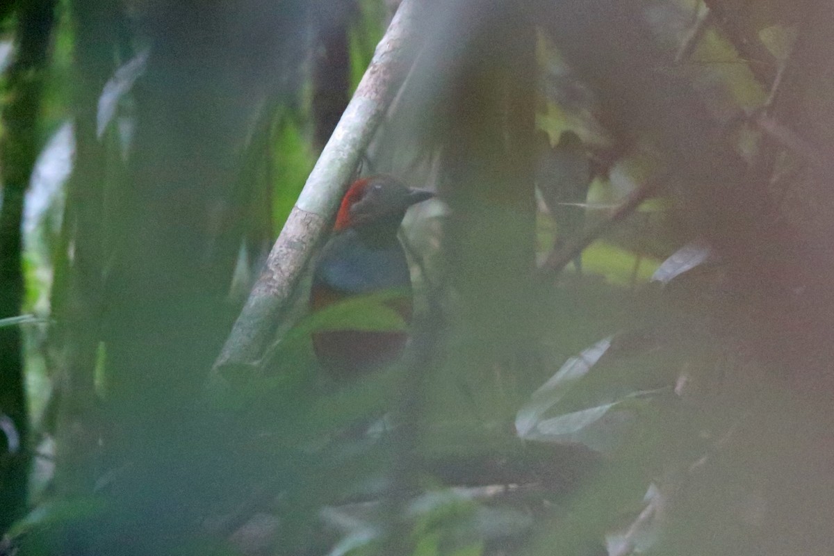 Papuan Pitta (Northern) - ML47132241