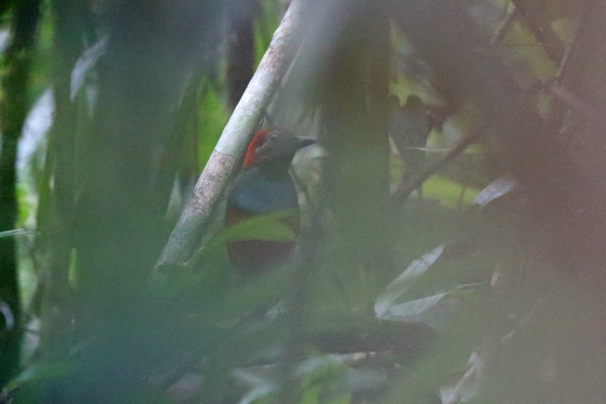 North Papuan Pitta - ML47132241