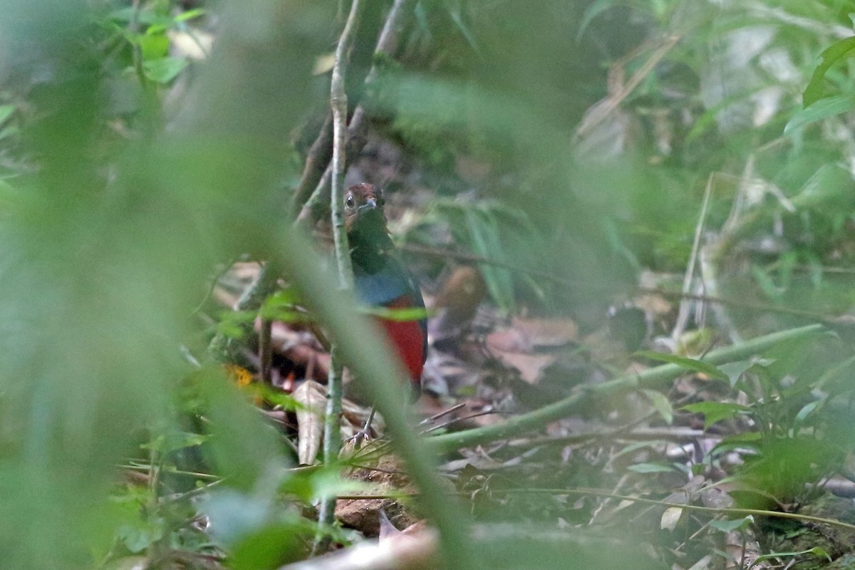 North Papuan Pitta - ML47132251