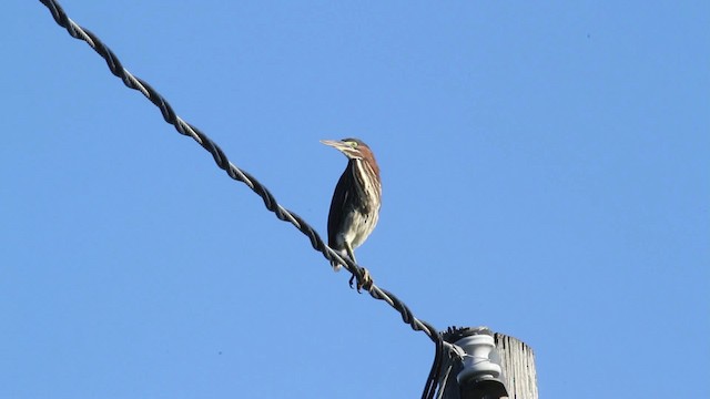 Green Heron - ML471323