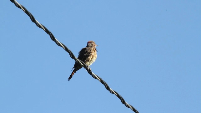 Northern Flicker (Yellow-shafted) - ML471324
