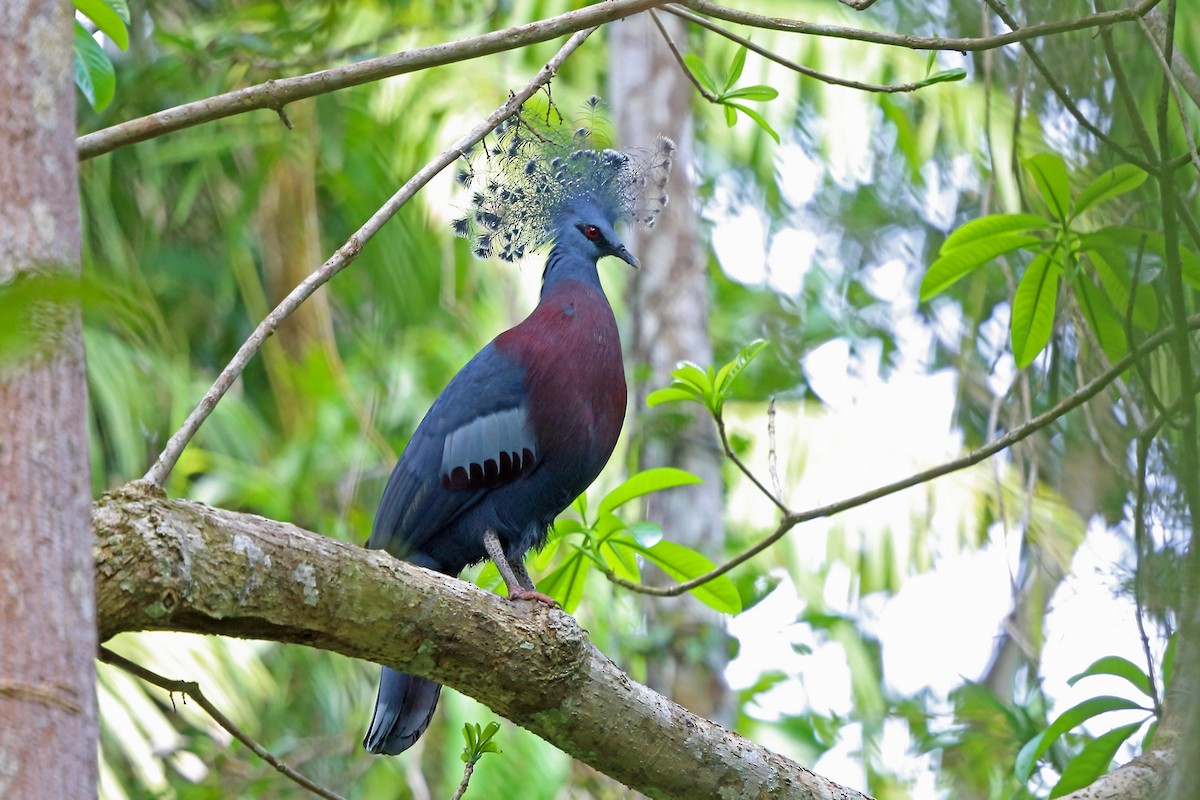 Victoria Crowned-Pigeon - ML47132441