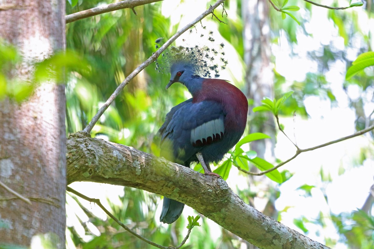 Victoria Crowned-Pigeon - ML47132451