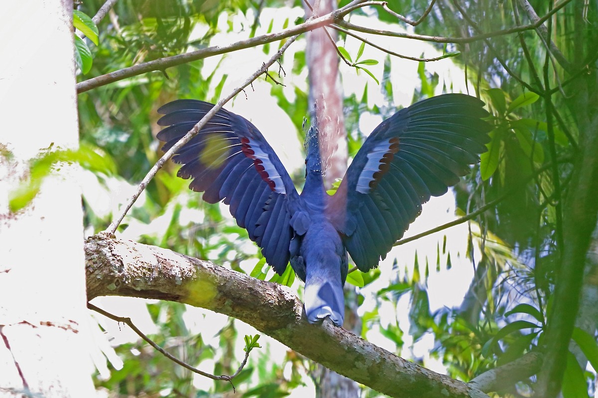 Victoria Crowned-Pigeon - Nigel Voaden