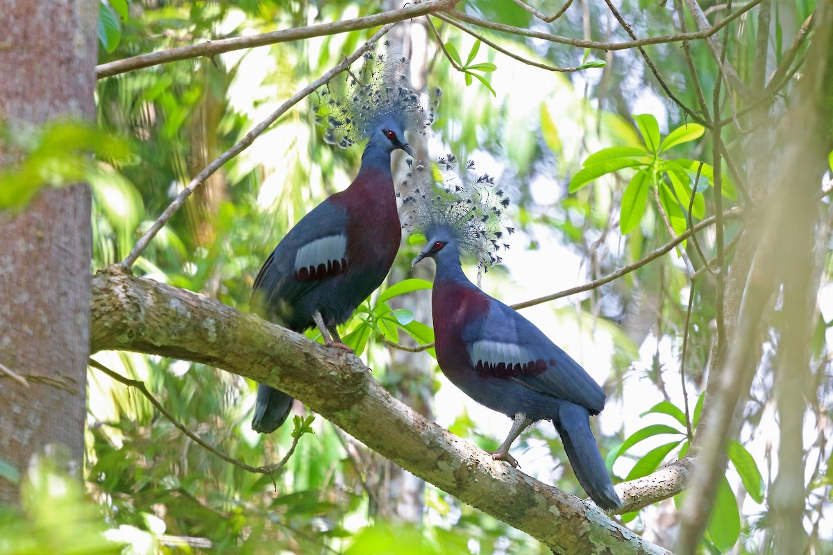 Victoria Crowned-Pigeon - Nigel Voaden