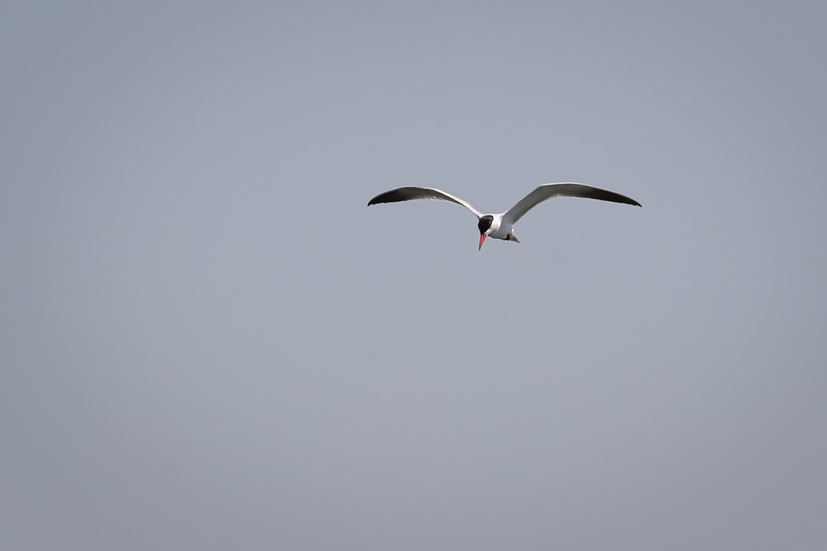 Caspian Tern - Anne Auclair  Moe