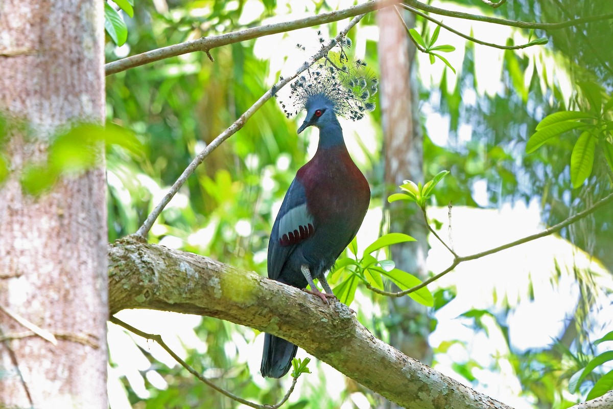 Victoria Crowned-Pigeon - Nigel Voaden