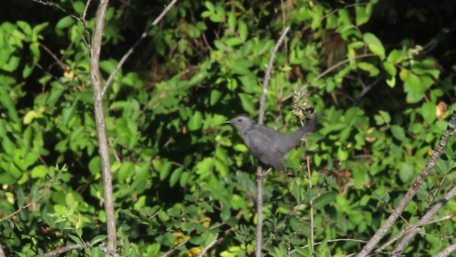 Gray Catbird - ML471325