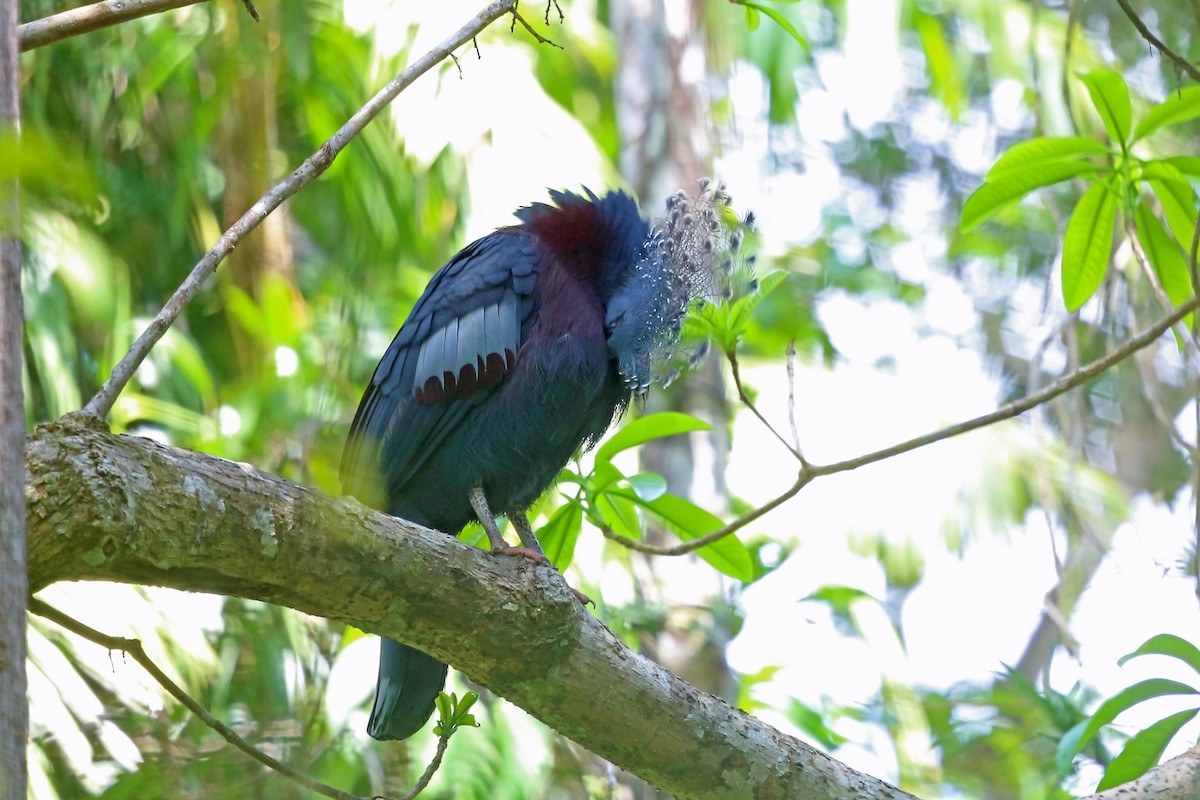 Victoria Crowned-Pigeon - Nigel Voaden