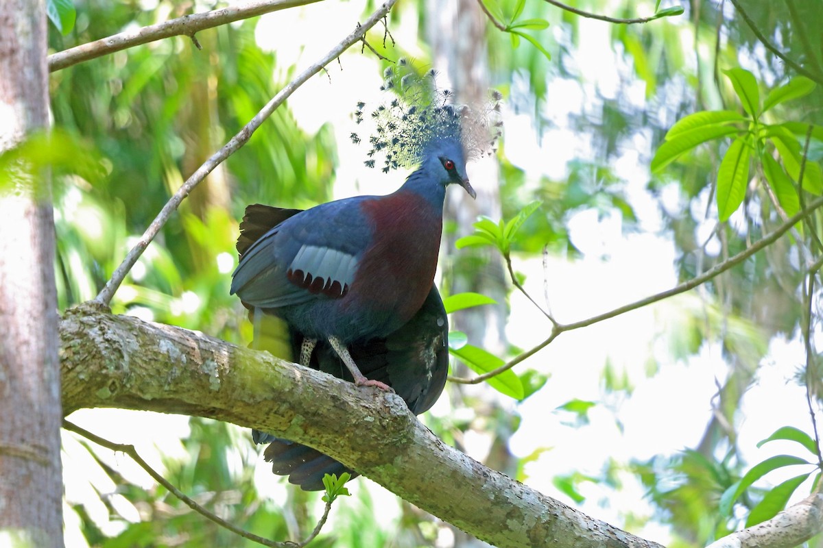 Victoria Crowned-Pigeon - Nigel Voaden