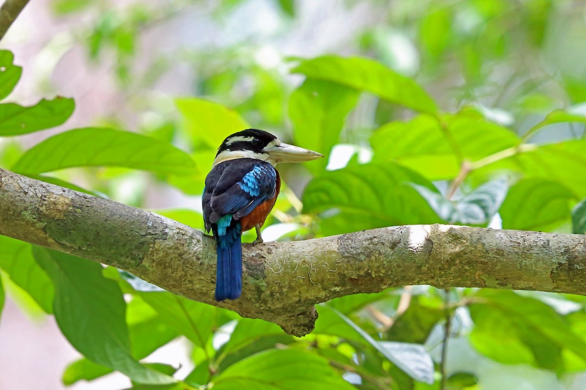 Rufous-bellied Kookaburra - Nigel Voaden