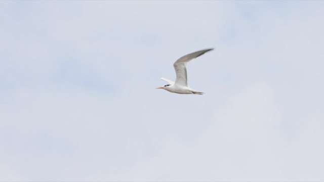 Elegant Tern - ML471325431