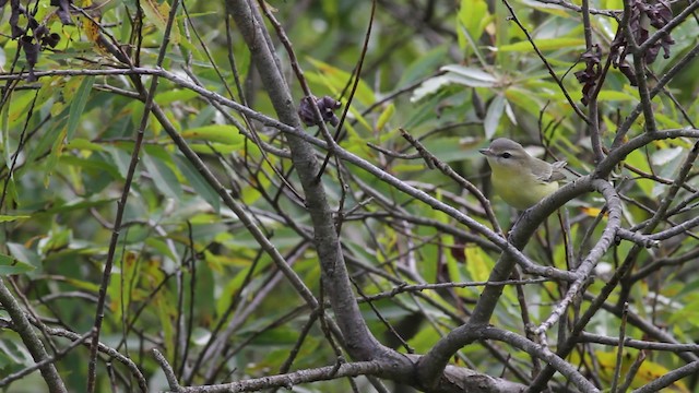 Philadelphia Vireo - ML471326