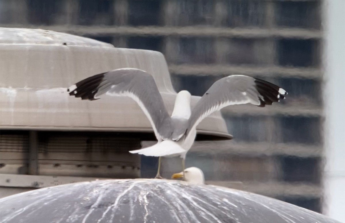 American Herring x California Gull (hybrid) - ML471326371