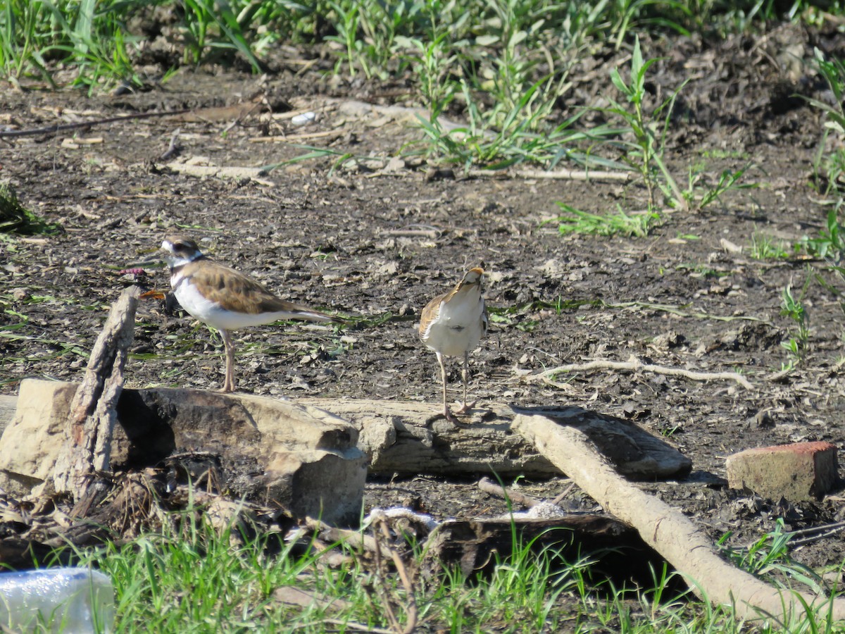 Killdeer - ML471326401