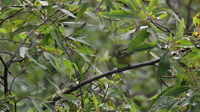 Philadelphia Vireo - ML471327