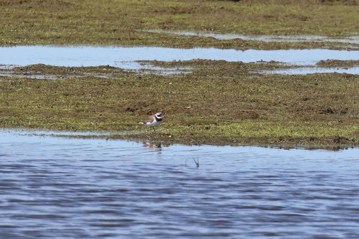 Common Ringed Plover - ML471327571