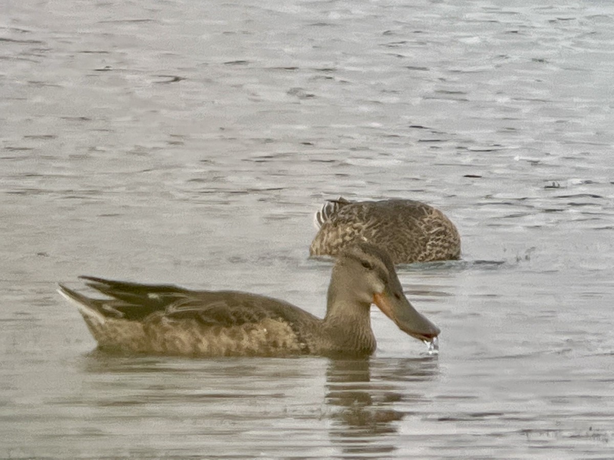 Northern Shoveler - Tim Rodenkirk