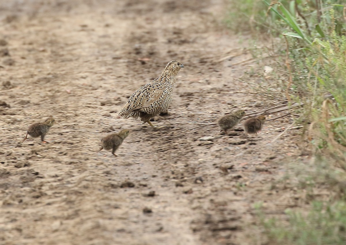 Brown Quail - Michael Rutkowski