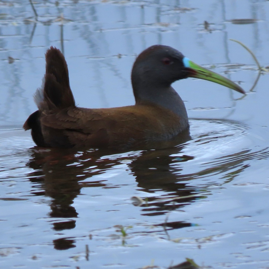 Plumbeous Rail - ML471328681