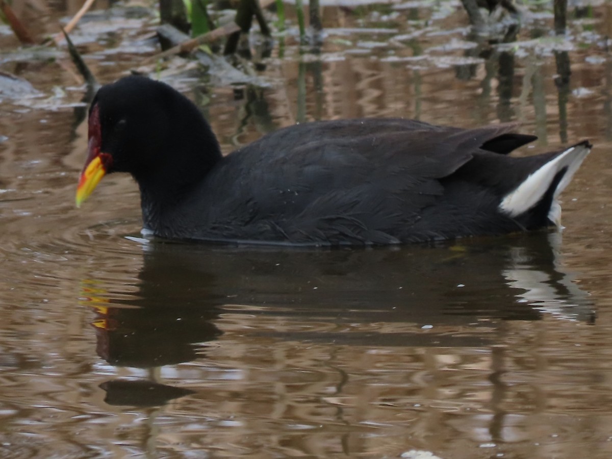 Red-fronted Coot - ML471328701