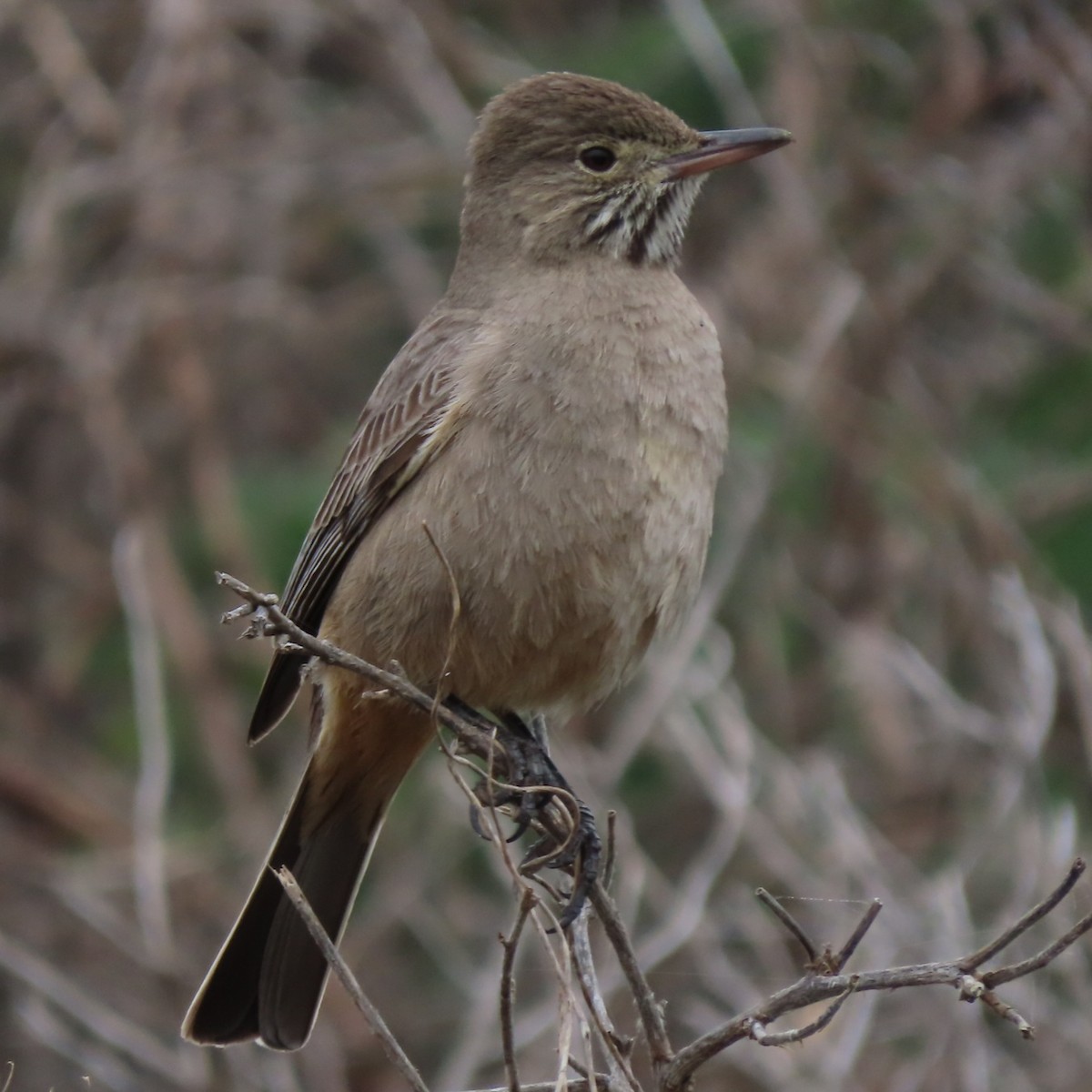 Great Shrike-Tyrant - ML471328741