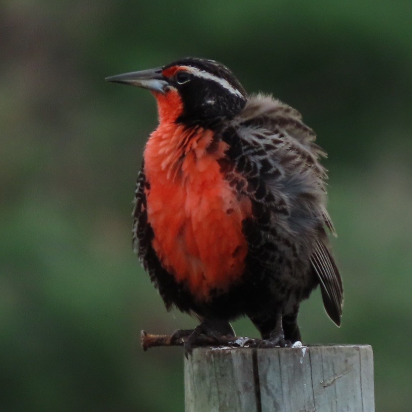 Long-tailed Meadowlark - ML471328761