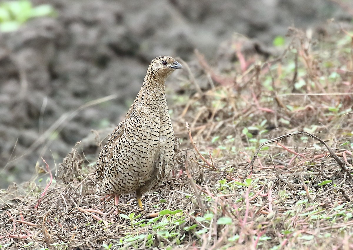 Brown Quail - Michael Rutkowski