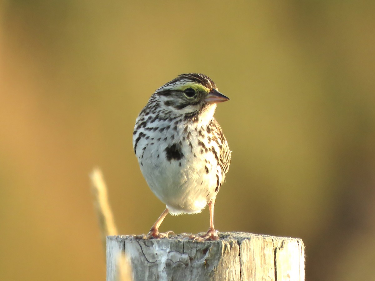 Savannah Sparrow - ML471329571
