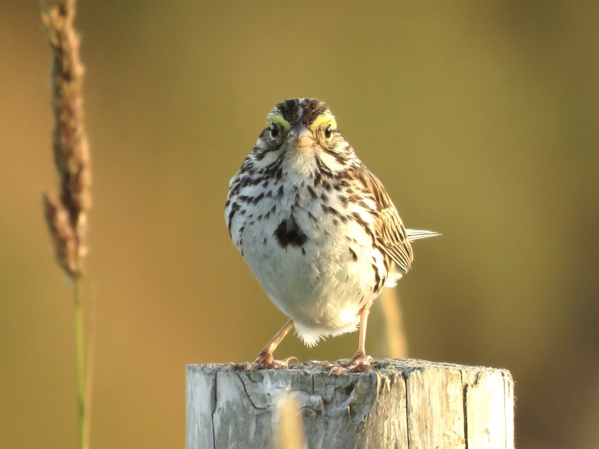 Savannah Sparrow - John Brattey