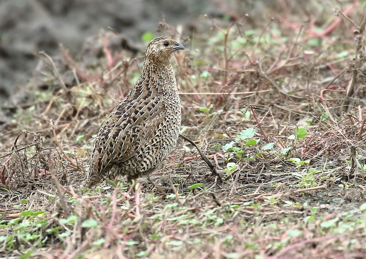 Brown Quail - ML47132981