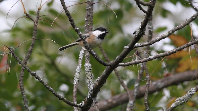 Black-capped Chickadee - ML471330