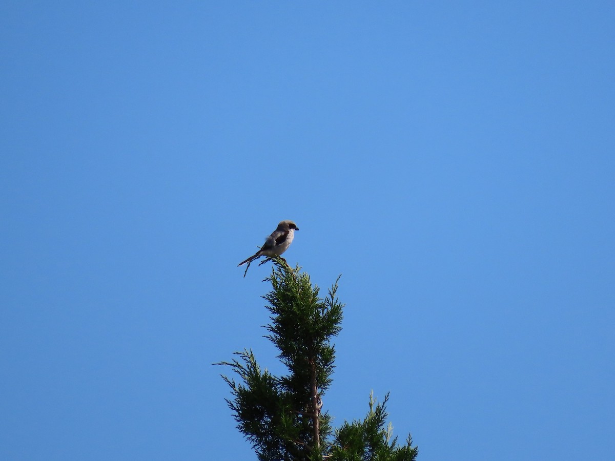 Loggerhead Shrike - ML471330151