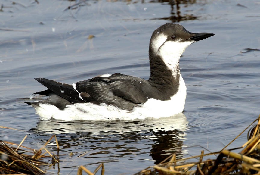 Common Murre - ML47133031