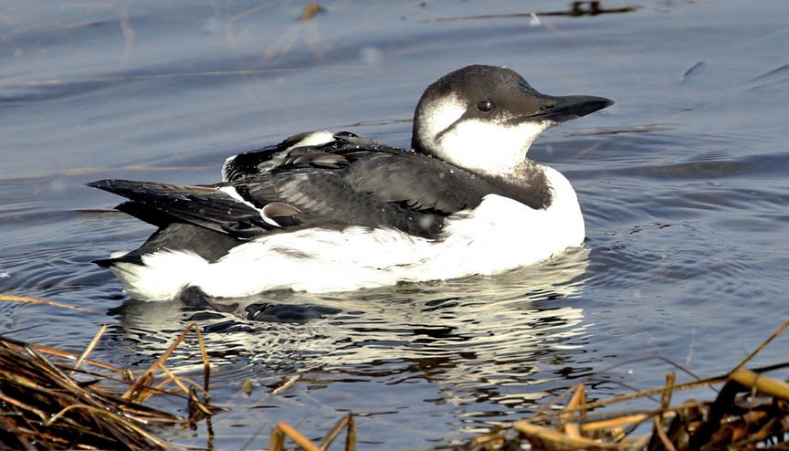 Common Murre - ML47133041