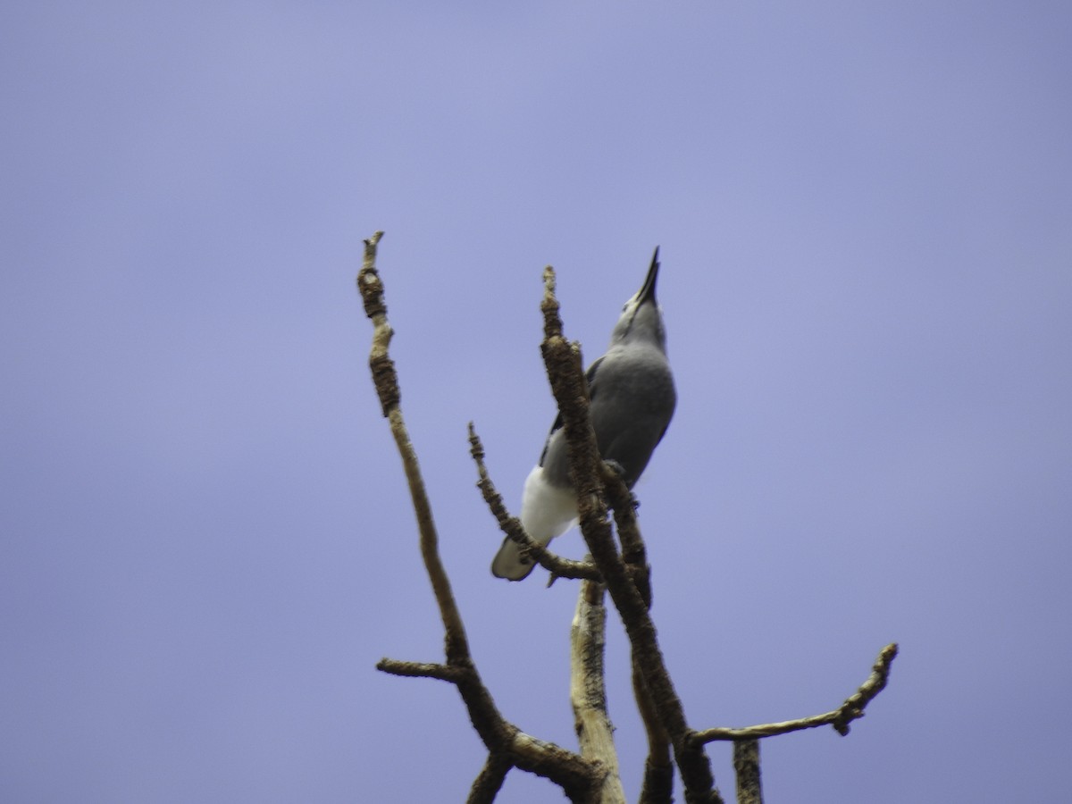 Clark's Nutcracker - ML471330521