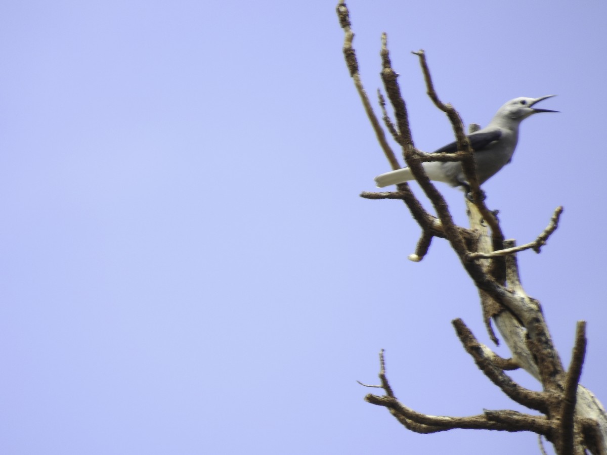 Clark's Nutcracker - ML471330531