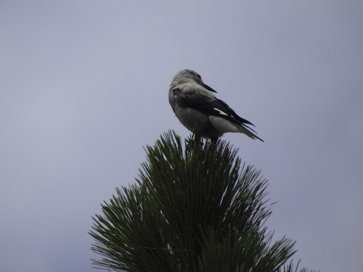 Clark's Nutcracker - ML471330571