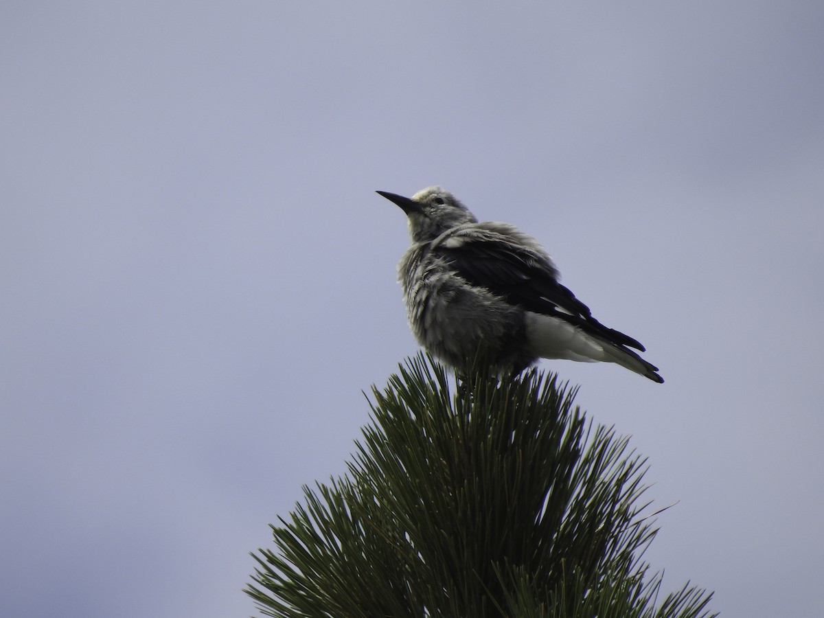 Clark's Nutcracker - ML471330591