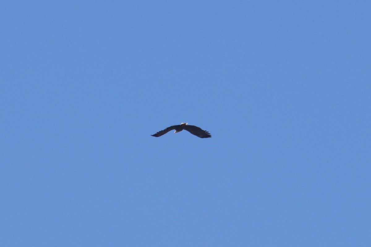 White-tailed Eagle - Jens Toettrup