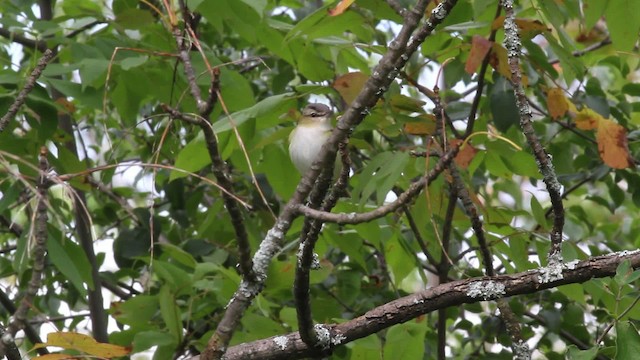 Vireo Ojirrojo - ML471332