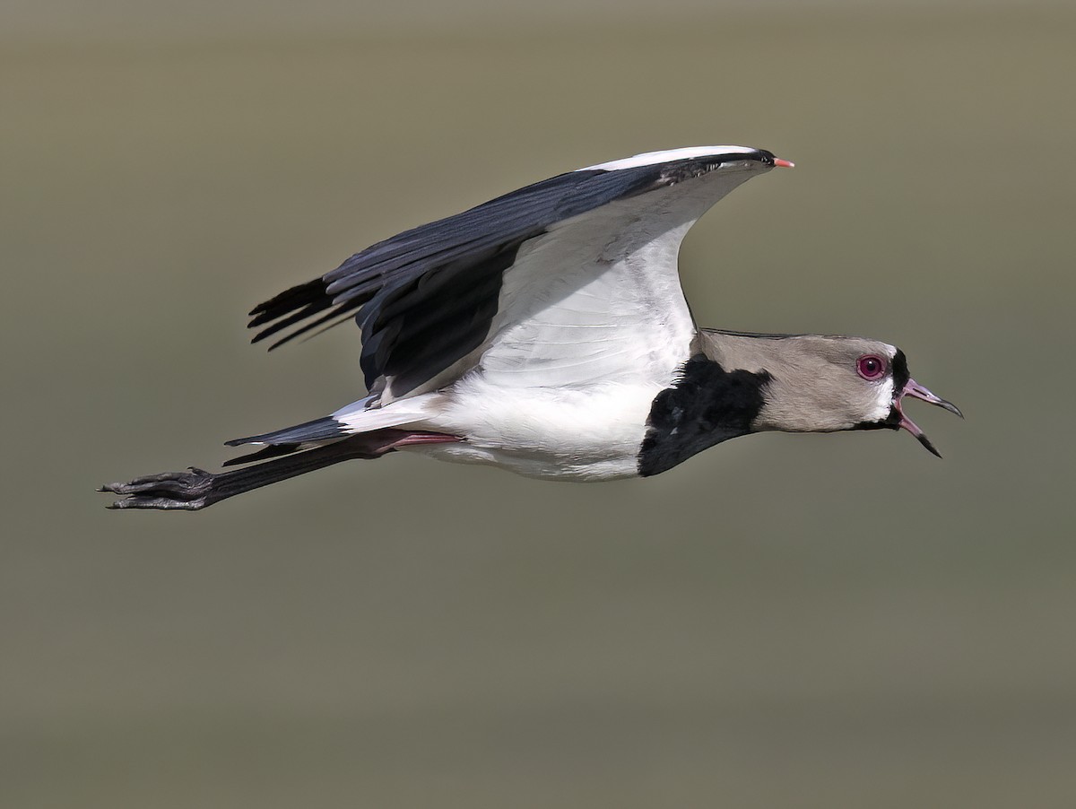 Southern Lapwing - Tammy McQuade