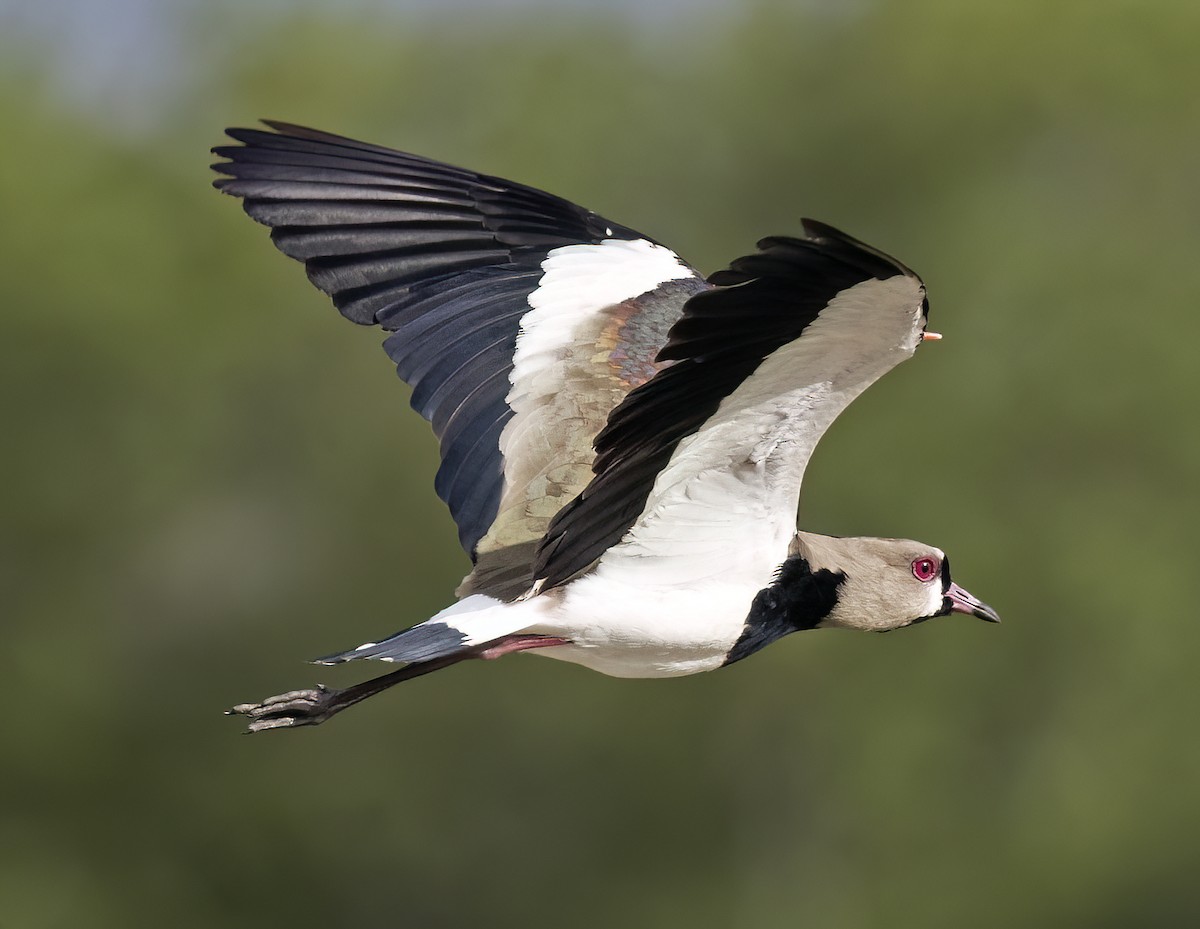 Southern Lapwing - Tammy McQuade