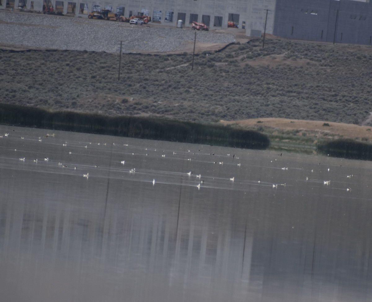 Red-necked Phalarope - ML471333801