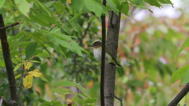 rødøyevireo - ML471334